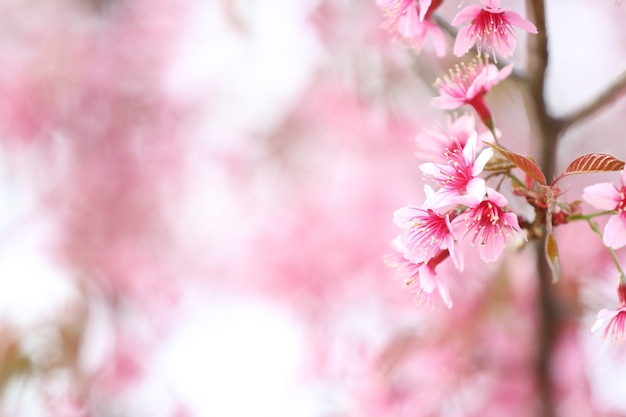 Kwiat wiśni, różowy kwiat sakura