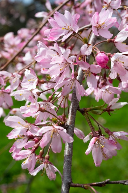 Kwiat Wiśni Sakura Kwiaty Na Drzewie Wiosną