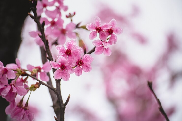 Kwiat wiśni (sakura) z ptakami pod błękitnym niebem w parku Shinjuku Gyo-en w Tokio w Japonii. Dobre miejsce na powołanie na wiosnę.