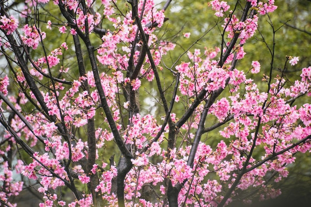 Kwiat wiśni (sakura) z ptakami pod błękitnym niebem w parku Shinjuku Gyo-en w Tokio w Japonii. Dobre miejsce na powołanie na wiosnę.