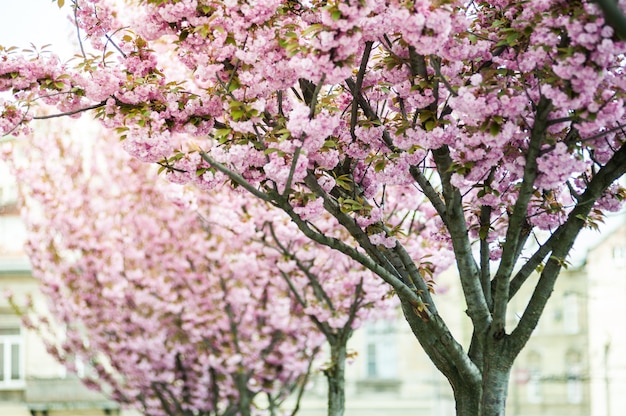 Kwiat Wiśni. Sakura