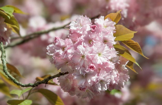 Kwiat wiśni Sakura