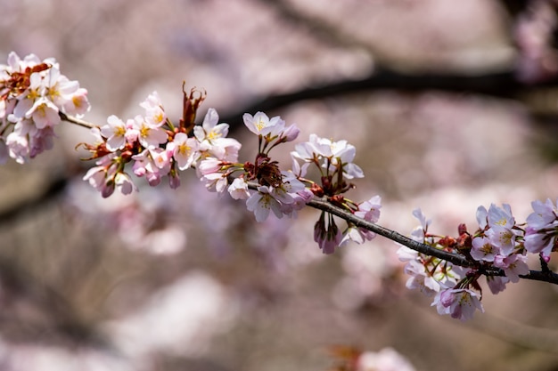 Kwiat wiśni, sezonowa wiosna kwiatów Sakura w Hokkaido, Japonia