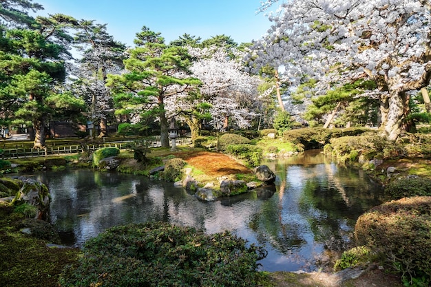 Zdjęcie kwiat wiśni w japonii kwitnąca japońska sakura w pięknym wiosennym parku w tokio