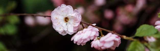 Kwiat wiśni w pełnym rozkwicie Kwiaty wiśni w małych gronach na gałęzi wiśni Płytka głębia ostrościróżowy kwiat Sakura w ogrodzieKwitnie japońska Sakura