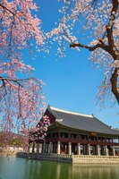 Zdjęcie kwiat wiśni wiosną w gyeongbokgung palace seoul, korea południowa.