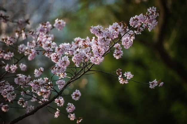 Kwiat Wiśni z Soft focus Sezon Sakura w Moskwie w tle