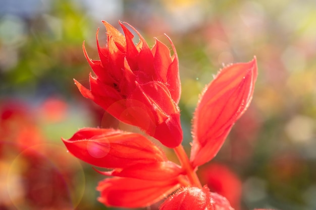 Kwiat z czerwonymi płatkami zbliżenie na zielonym tle