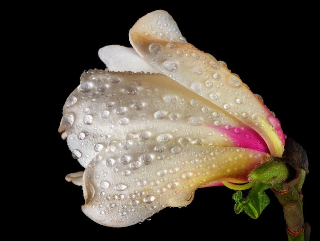 Zdjęcie kwiat z kroplami wody na nim i kroplami wody na nim.