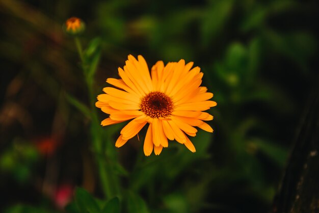 Kwiat z liśćmi Nagietek (Calendula officinalis, doniczka, ogród lub angielski nagietek) na niewyraźne zielony charakter. Nagietek w słoneczny letni dzień. Zamyka up Leczniczy ziele nagietka.