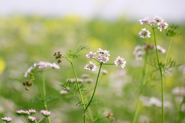 Kwiat Zbliżenie Naturalne Tło