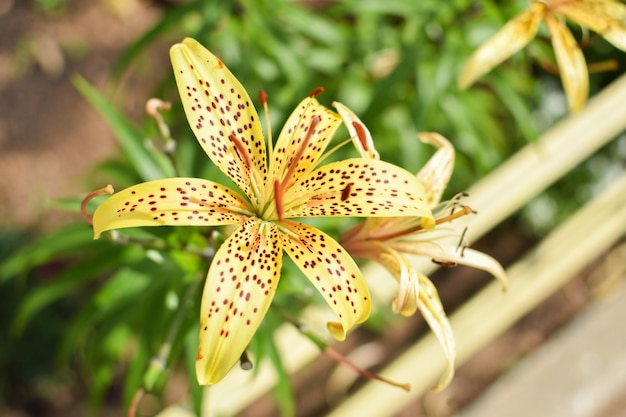 Kwiat żółtej lilii nakrapiany na tle natury Ogród Botaniczny