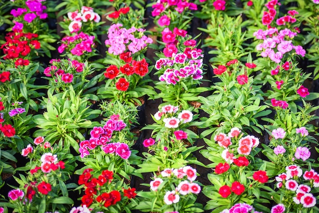 Kwiatki natury z zielonym liściem - różowy i czerwony kolorowy dianthus chinensis kwiat tło