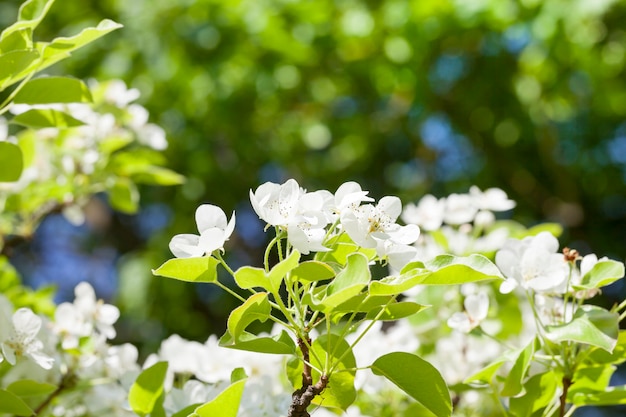 Kwiatostan gruszki z białymi kwiatami wiosną, z bliska
