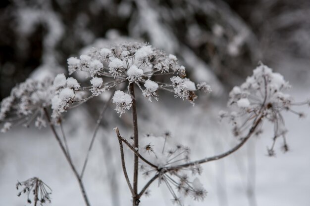 kwiatostan parasolowy rośliny Hogweed pokryty śniegiem