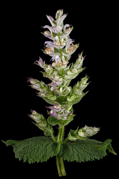 Kwiatostany clary sage lat Salvia sclarea izolowane na czarnym tle