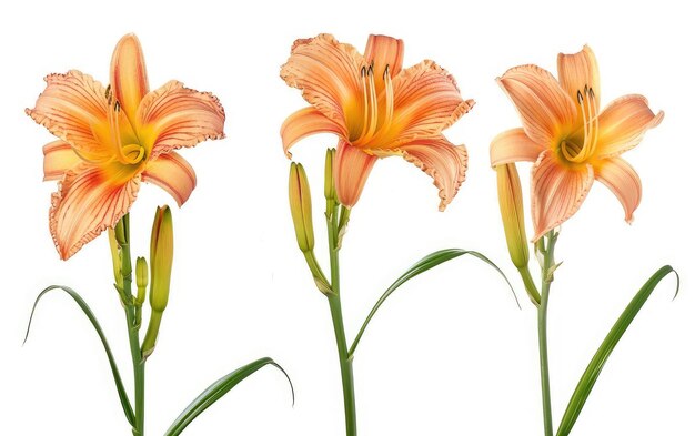 Kwiatowa elegancja Daylily Hemerocallis Generative AI