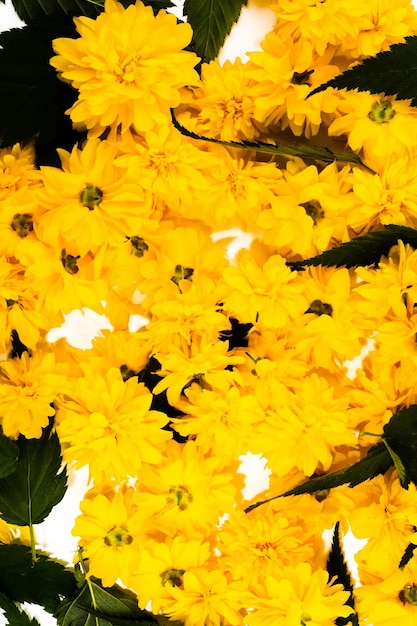 Kwiatowa ramka tła z żółtych kwiatów i liści na białym tle Płaska kompozycja świeckich widok z góry Ogrodnictwo tekstury i flora Wielkanoc wiosna lato koncepcja Jasna karta kwiatowa