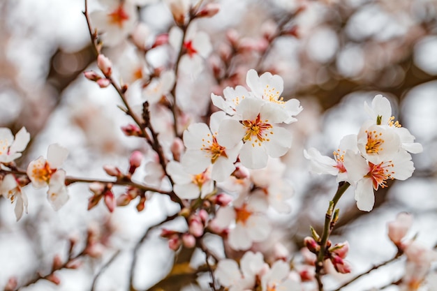Kwiatowe drzewo wiosenne białe zbliżenie na gałęzi kwitnącego selektywnego skupienia