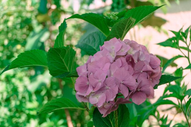 Zdjęcie kwiatowe pąki hortensji macrophylla, znane również jako hortensja wielopłatowa lub hortensja