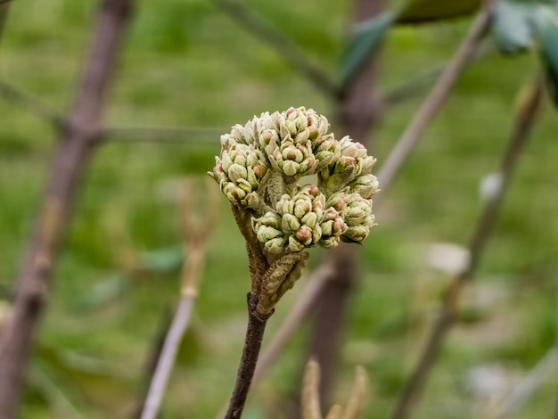 Kwiatowe pąki Viburnum rhytidophyllum na początku wiosny