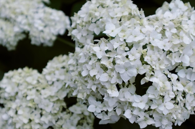 Kwiatowe tło z białym kwitnieniem hortensji paniculata selektywnej ostrości