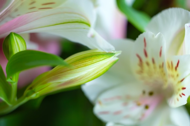 Zdjęcie kwiatowe tło z bukietem świeżych liści i płatków kwiatu lilii alstroemeria