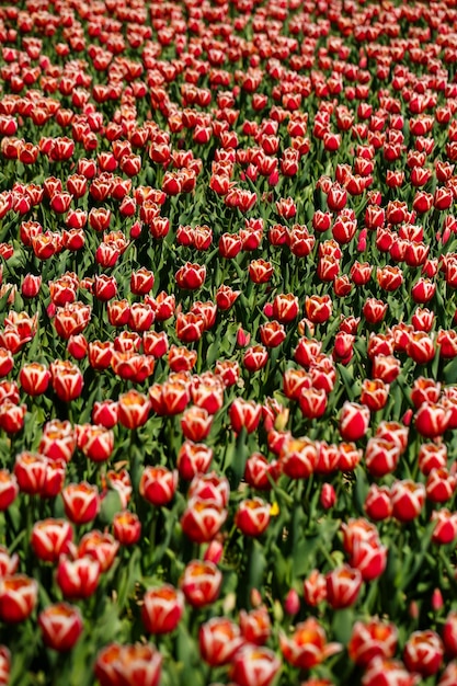Kwiatowy tło wiosna. Symbol Holandii. tulipany w ogrodzie. Magiczny wiosenny krajobraz z kwiatem. Niesamowite pole tulipanów w Holandii. tulipany na wiosnę.