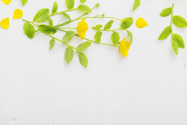 Zdjęcie kwiatowy wzór z żółtymi jaskierami na białej ścianie