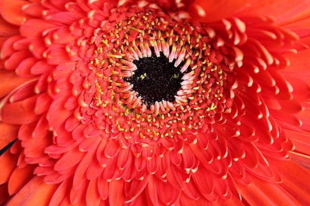 Kwiatu gerbera czerwony zbliżenie. Stan naturalny