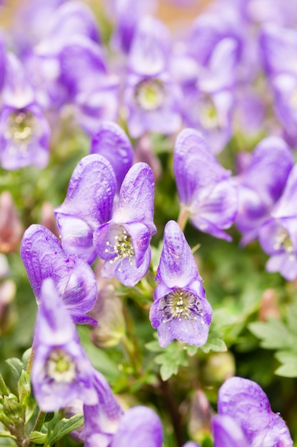 Kwiaty Aconitum napiforme