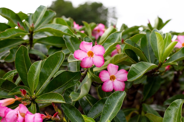 Kwiaty Adenium obesum Zielone liście