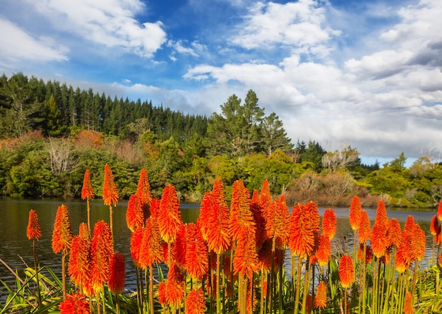 Kwiaty Aloesu Kwitną Na Brzegu Jeziora, Nowa Zelandia