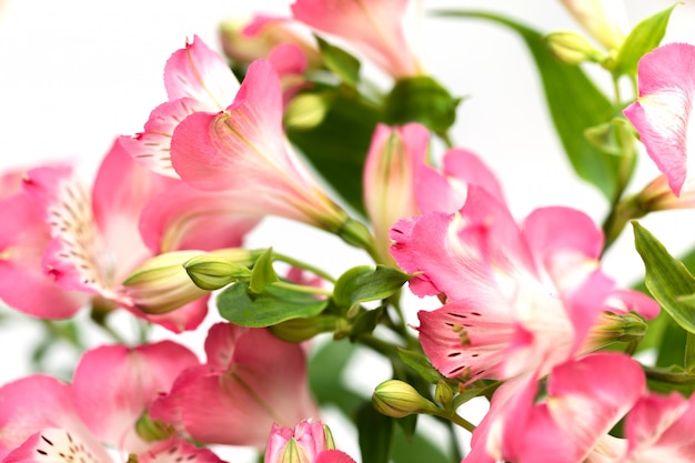 Kwiaty Alstroemeria