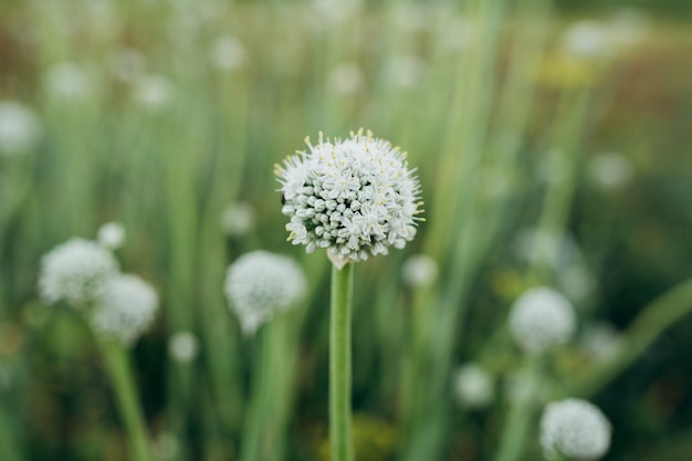Kwiaty białej cebuli w kształcie małych kulek