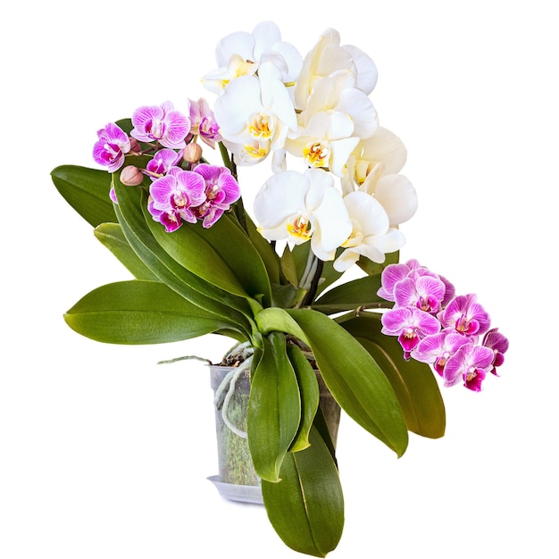 Zdjęcie kwiaty białej i liliowej orchidei w doniczce pojedynczo na białym tle phalaenopsis