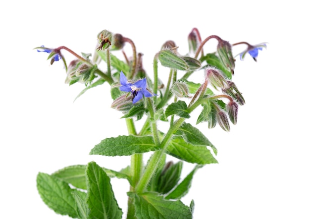 Kwiaty borage izolowane na białym tle borago officinalis