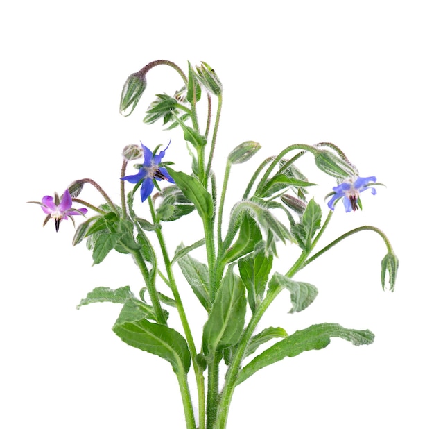 Zdjęcie kwiaty borage izolowane na białym tle kwiaty borago officinalis