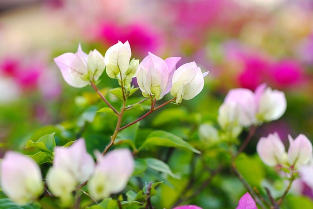 Kwiaty Bougainvillea