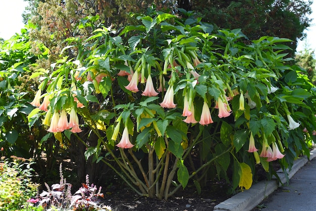 Zdjęcie kwiaty brugmansia rosnące na rosyjskim dalekim wschodzie