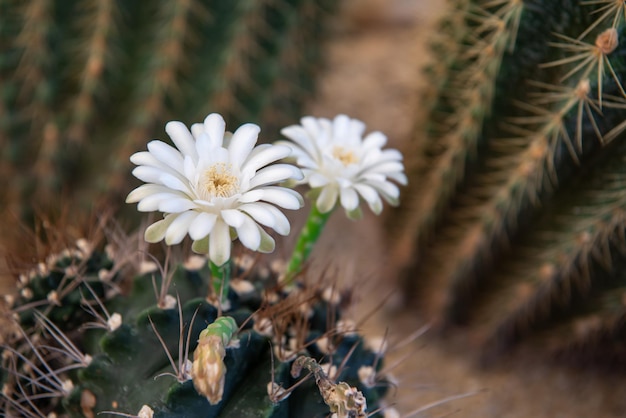 Kwiaty Cactus Gymno Gymnocalycium I Kaktusy W Ogrodzie Kaktusów W Wielu Rozmiarach I Kolorach