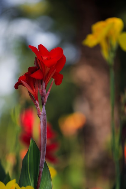 Kwiaty Canna czerwone tło bokeh kwiaty przyrody