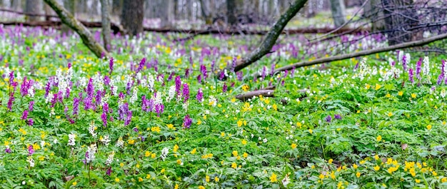 Kwiaty Corydalis W Lesie Na Trawniku, Wiosenne Kwiaty W Lesie