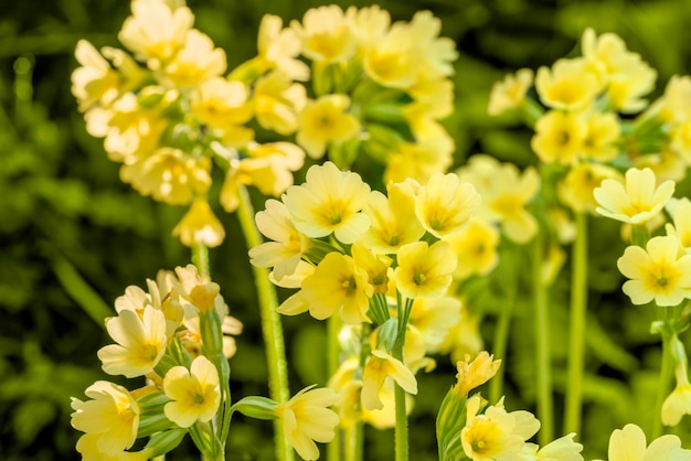 Kwiaty cowslip