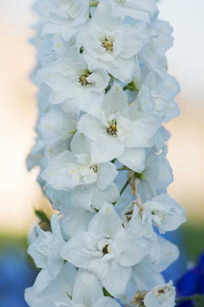 Kwiaty delphinium rosną w ekologicznym ogrodzie szklarniowym Pole z pięknymi kwiatami Białe kwiaty delphinium w ekologicznym ogrodzie