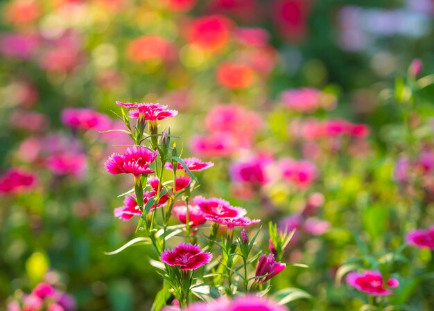 kwiaty dianthus