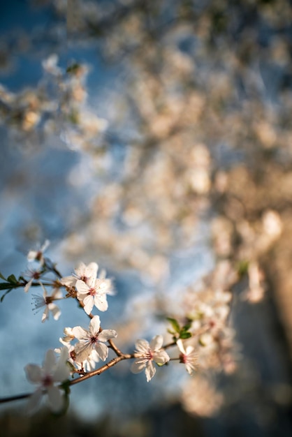 Kwiaty drzew owocowych z bokeh i światłem słonecznym w tle Koncepcja długo oczekiwanej wiosny po zimie