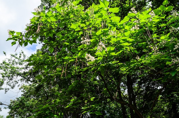 Kwiaty drzewa katalpa latem