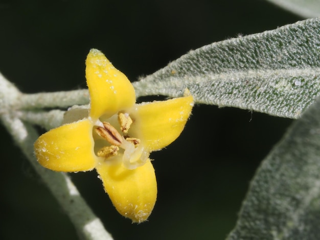 Kwiaty Elaeagnus