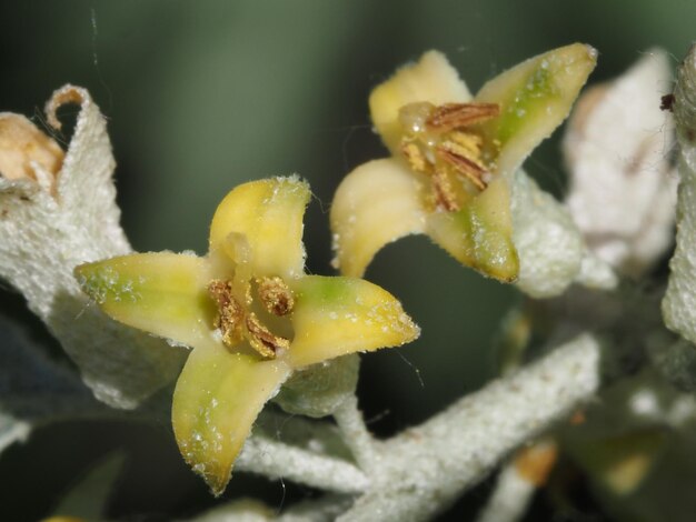 Kwiaty Elaeagnus